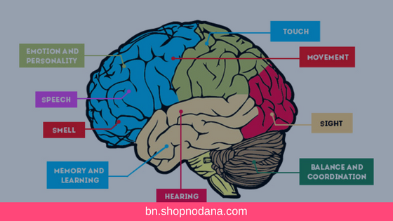 human brain-shopnodana